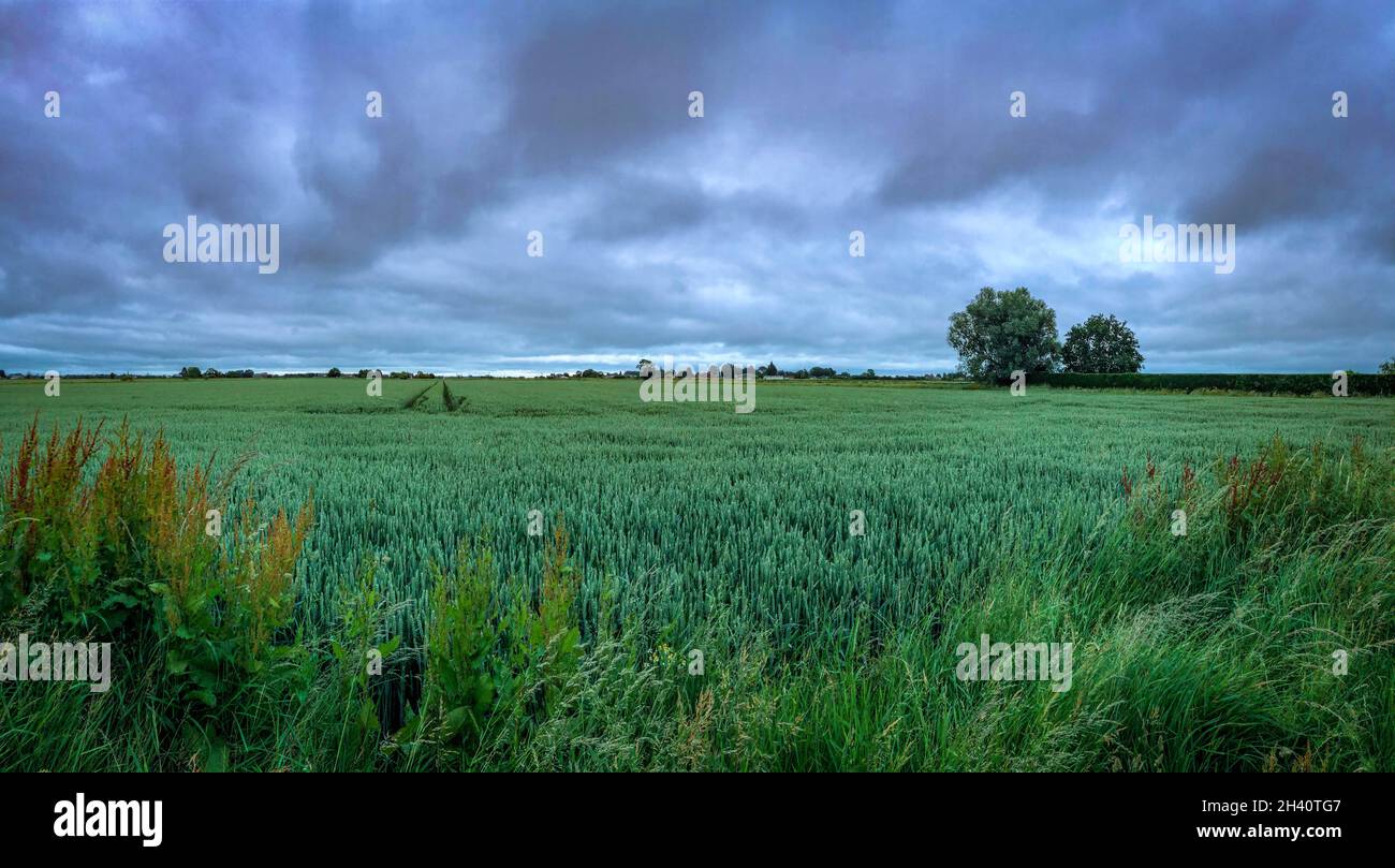 A flat field of early green wheat in the Lincolnshire Fens, England with two trees in the background, wild plants and grasses in the foreground Stock Photo