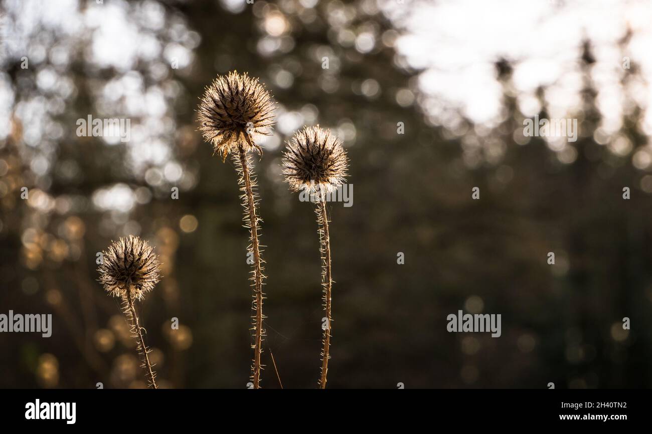 Autumn fall burdock heads glowing in low sunlight with a blurred background Stock Photo