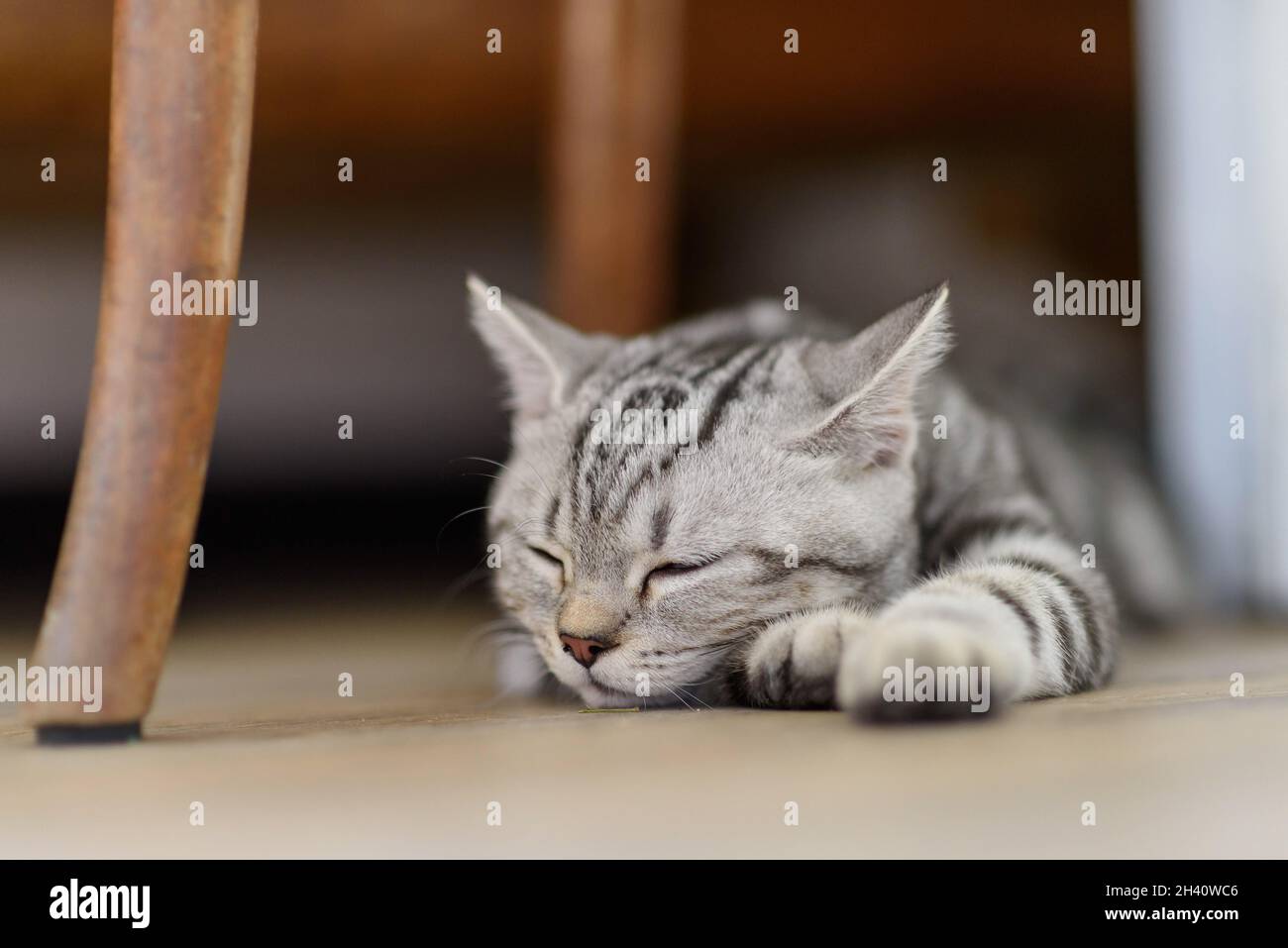 Silver Scottish Straight Cat Stock Photo