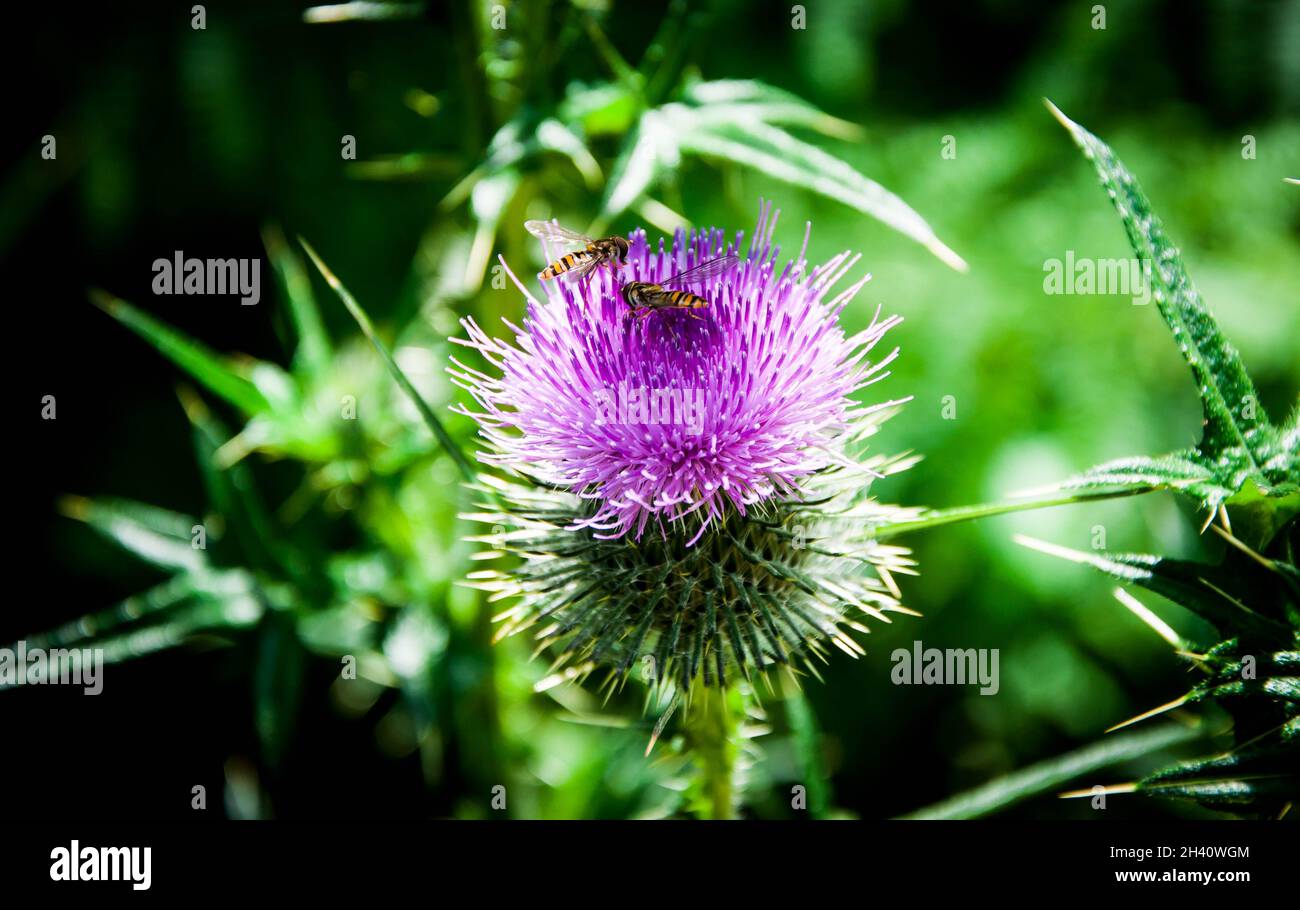 Closeup of a fly on a thistle flower Stock Photo
