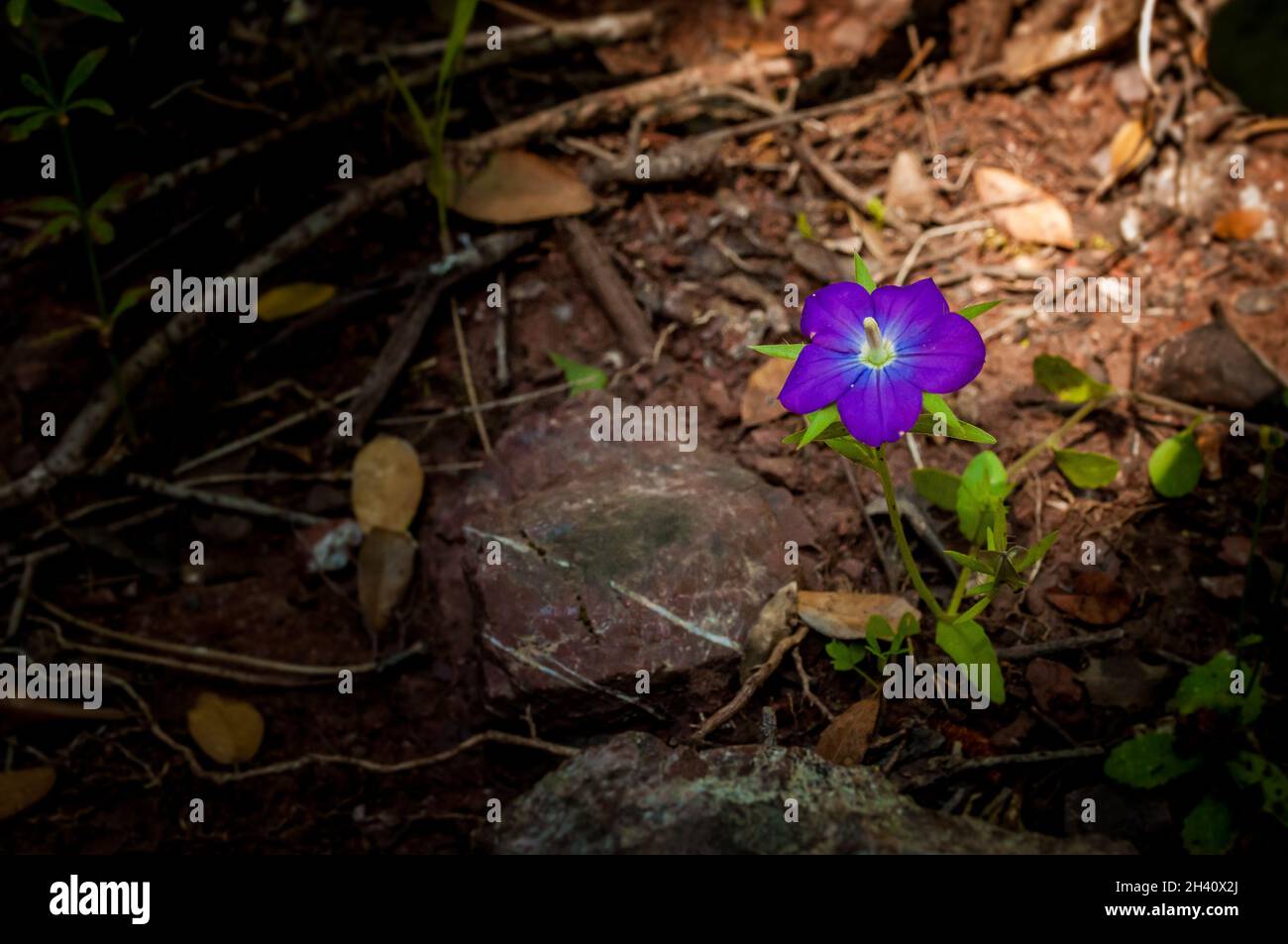 A single purple flower similar to Vinca growing in an arid environment Stock Photo