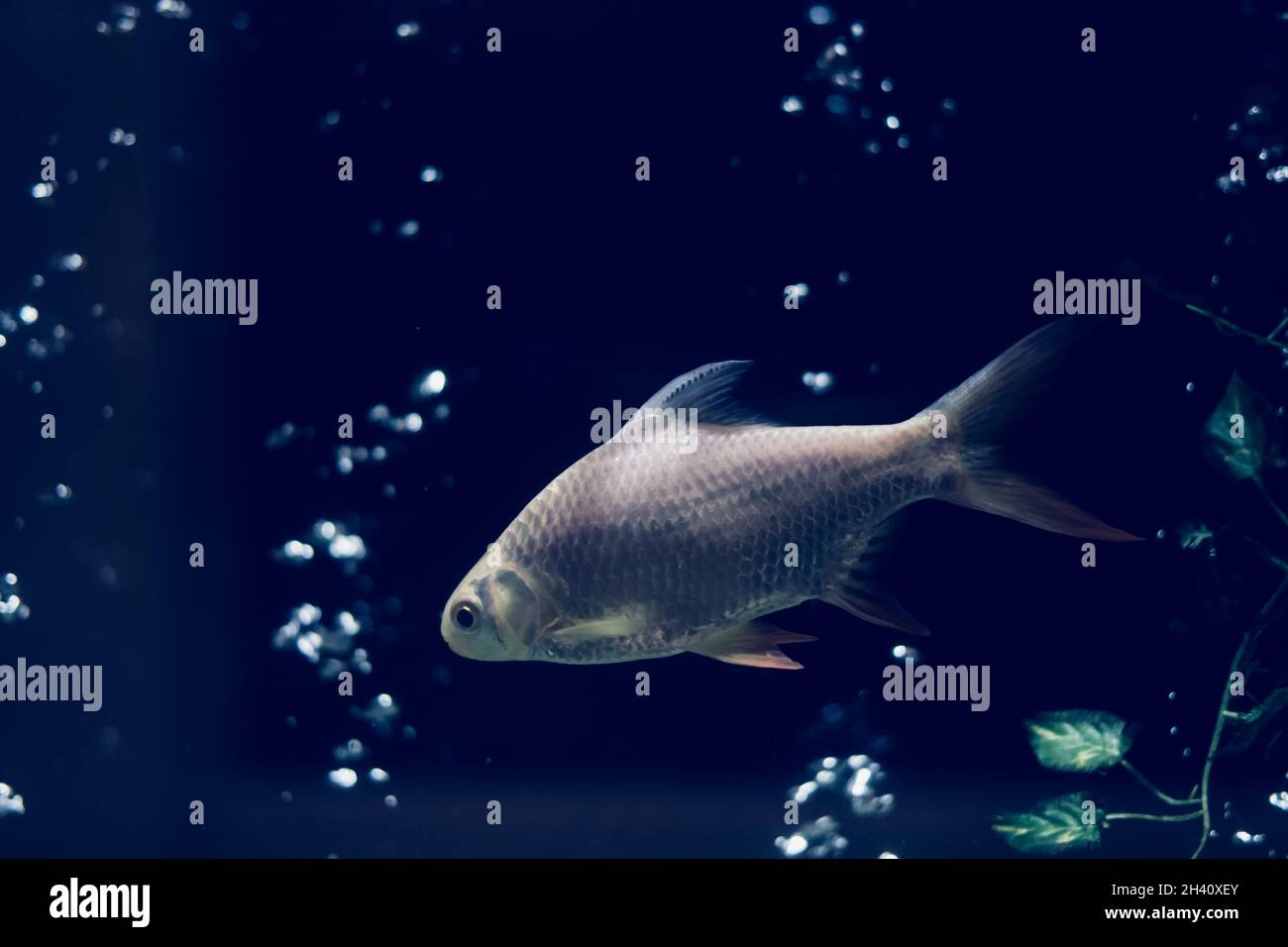 Photo dark blue night background Design. Water aquarium, silver fish swims, air bubbles by compressor. Mysterious Mood Loneliness Longing Appeasement Stock Photo