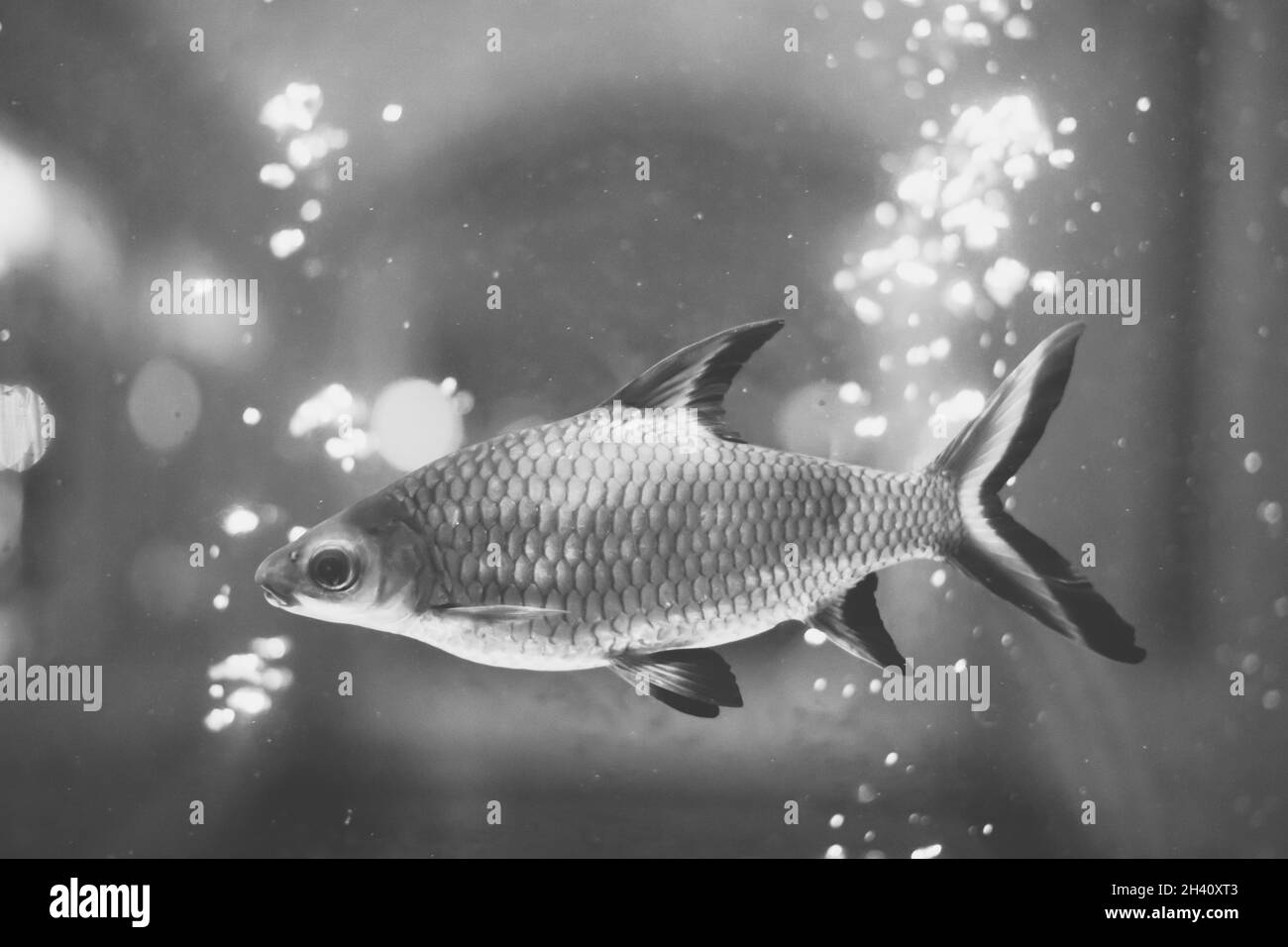 Black white background. Transparent Water aquarium, side scales tail fish swim, blur highlight air bubble compressor. Mysterious Mood Lone Longing Stock Photo