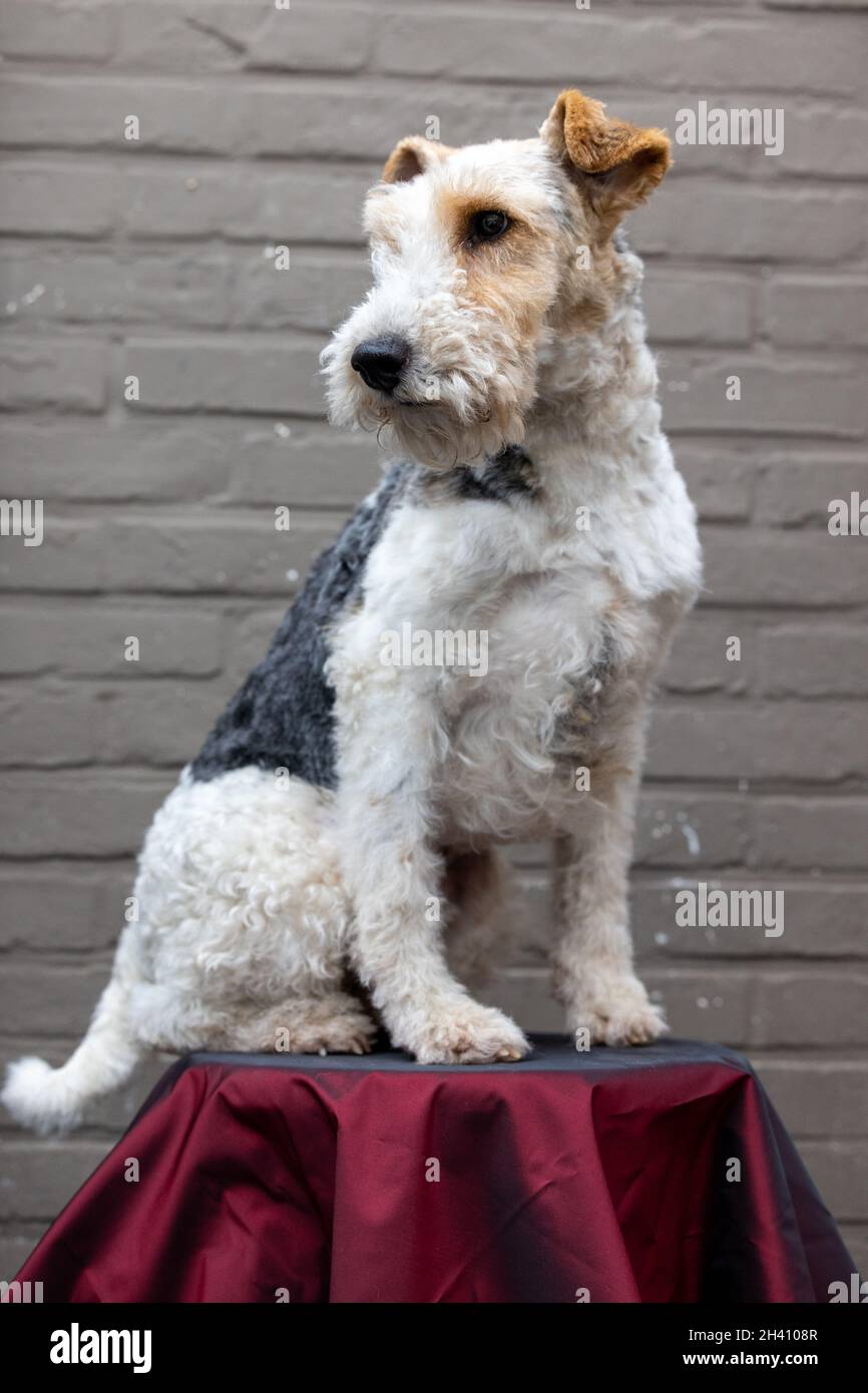 Red wire hotsell haired terrier