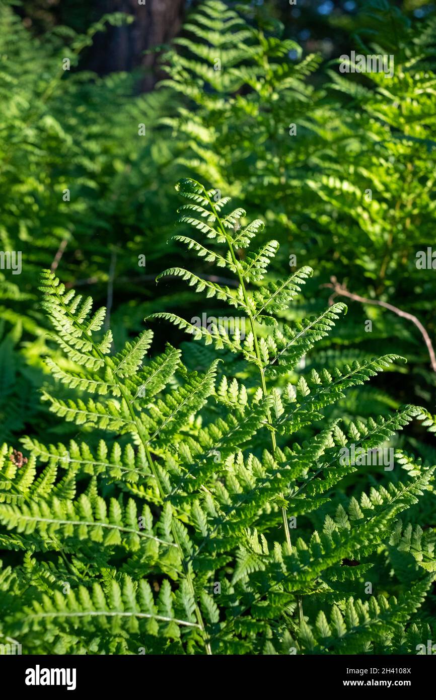 Common sword fern, Boston fern Nephrolepis exaltata LOMARIOPSIDACEAE indusium. Green Leaves Trees Hanging in forest Stock Photo