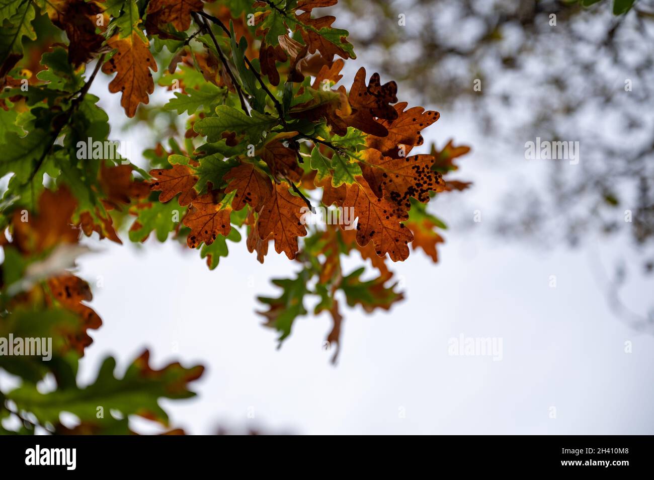 Colourful autumn leaves change of seasons Stock Photo - Alamy