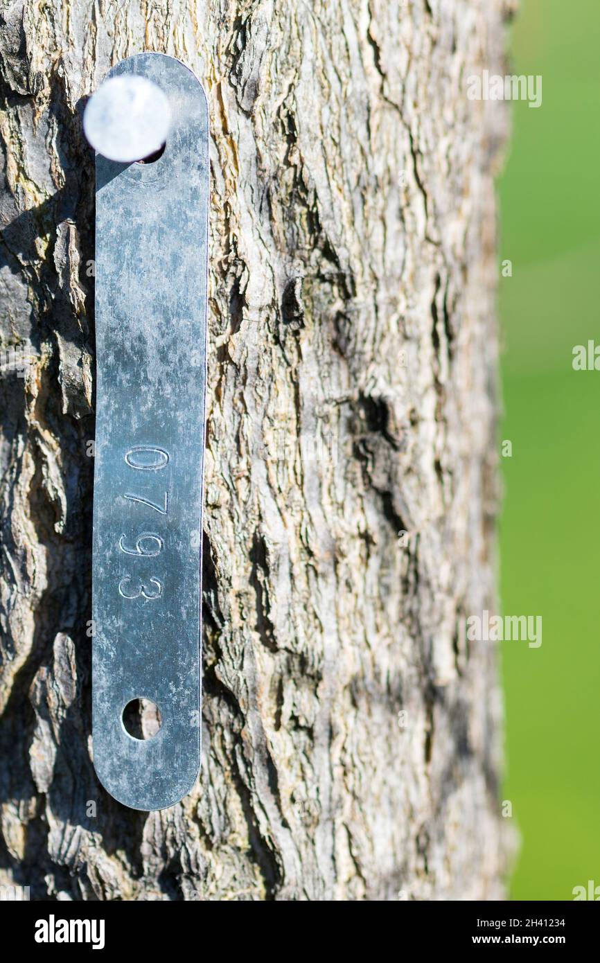 Tree planted by City Parks and Recreation with registration number