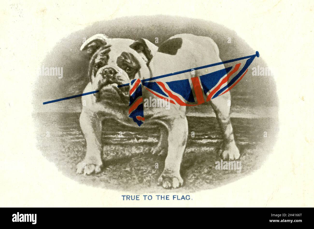 Original WW1 era postcard of bulldog holding a Union Jack flag, True to the flag, Tennyson quote Britons hold your own, by C.W. Faulkner & Co.Ltd London series 1458, posted 19 Oct 1914 Stock Photo