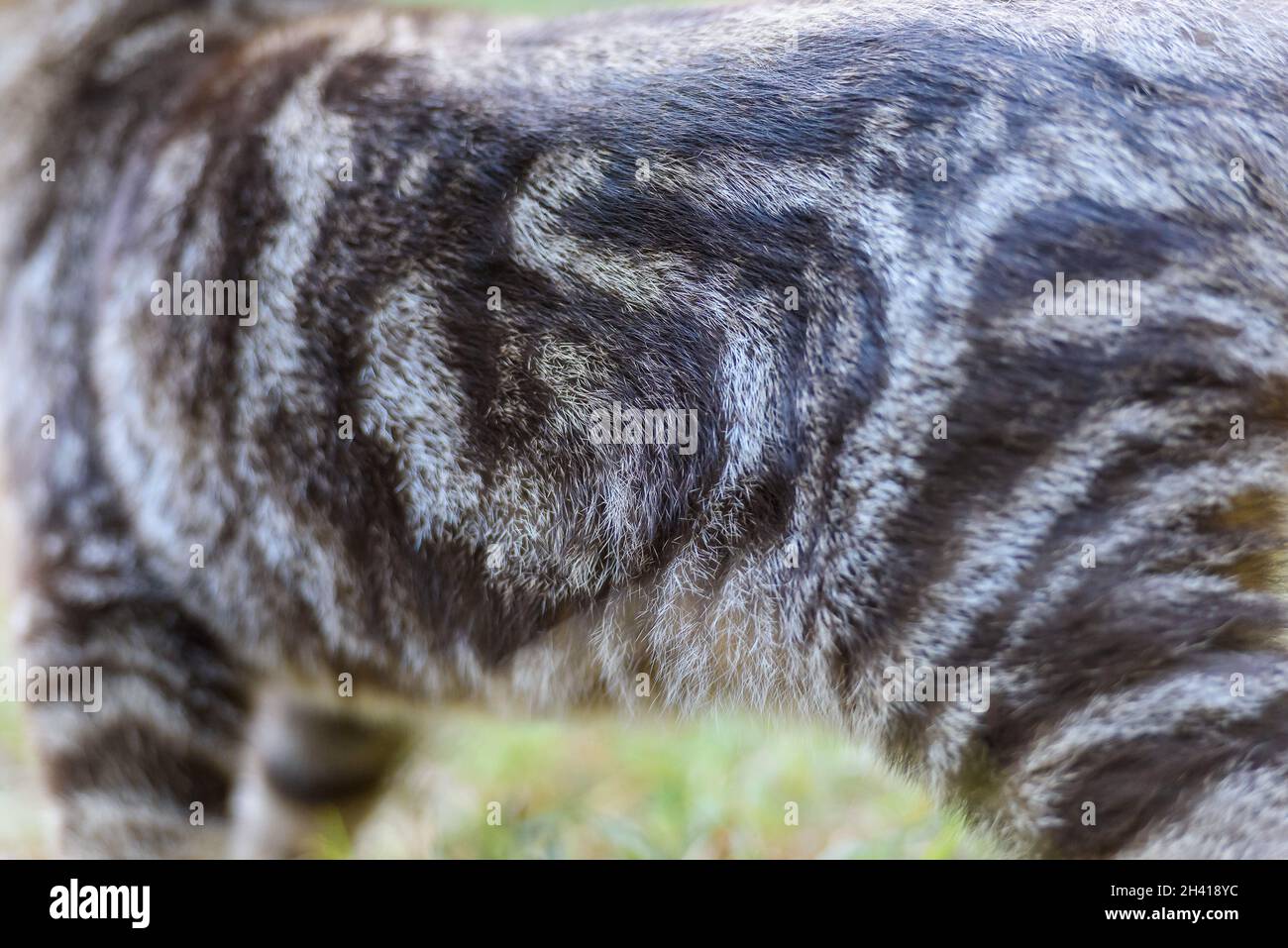 Silver Scottish Straight Cat Stock Photo