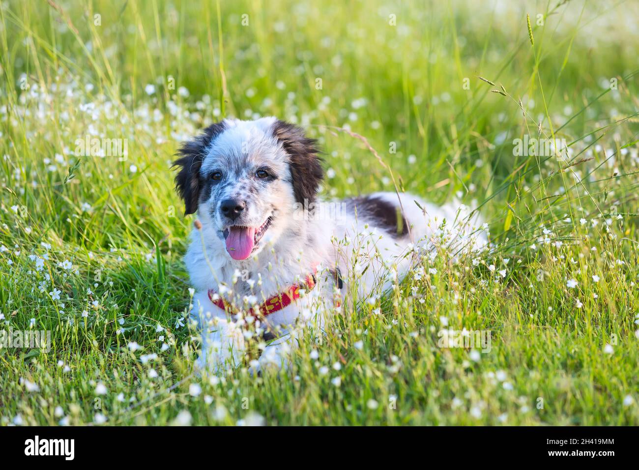 Puppy lying In the grass, close up portrait Stock Photo