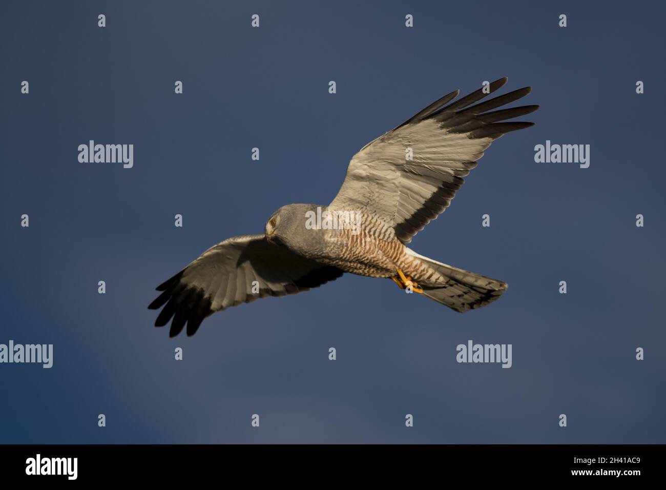 Flying harrier hi-res stock photography and images - Alamy