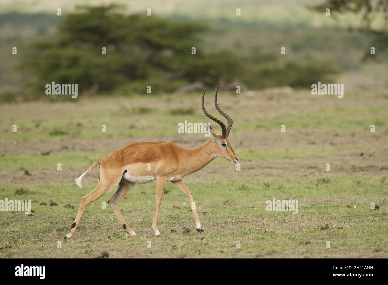 Animal munching hi-res stock photography and images - Alamy