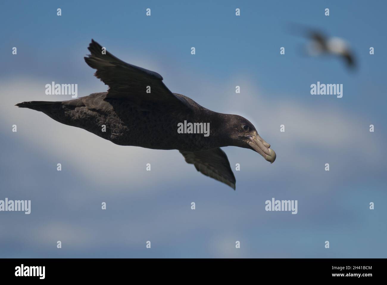 Southern Giant Petrel flying Stock Photo