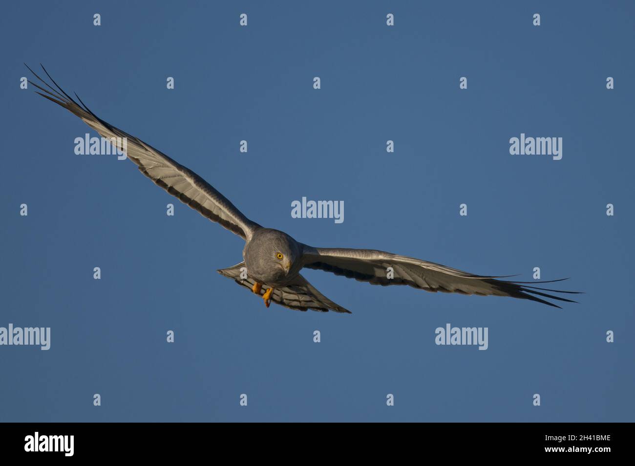 Flying harrier hi-res stock photography and images - Alamy