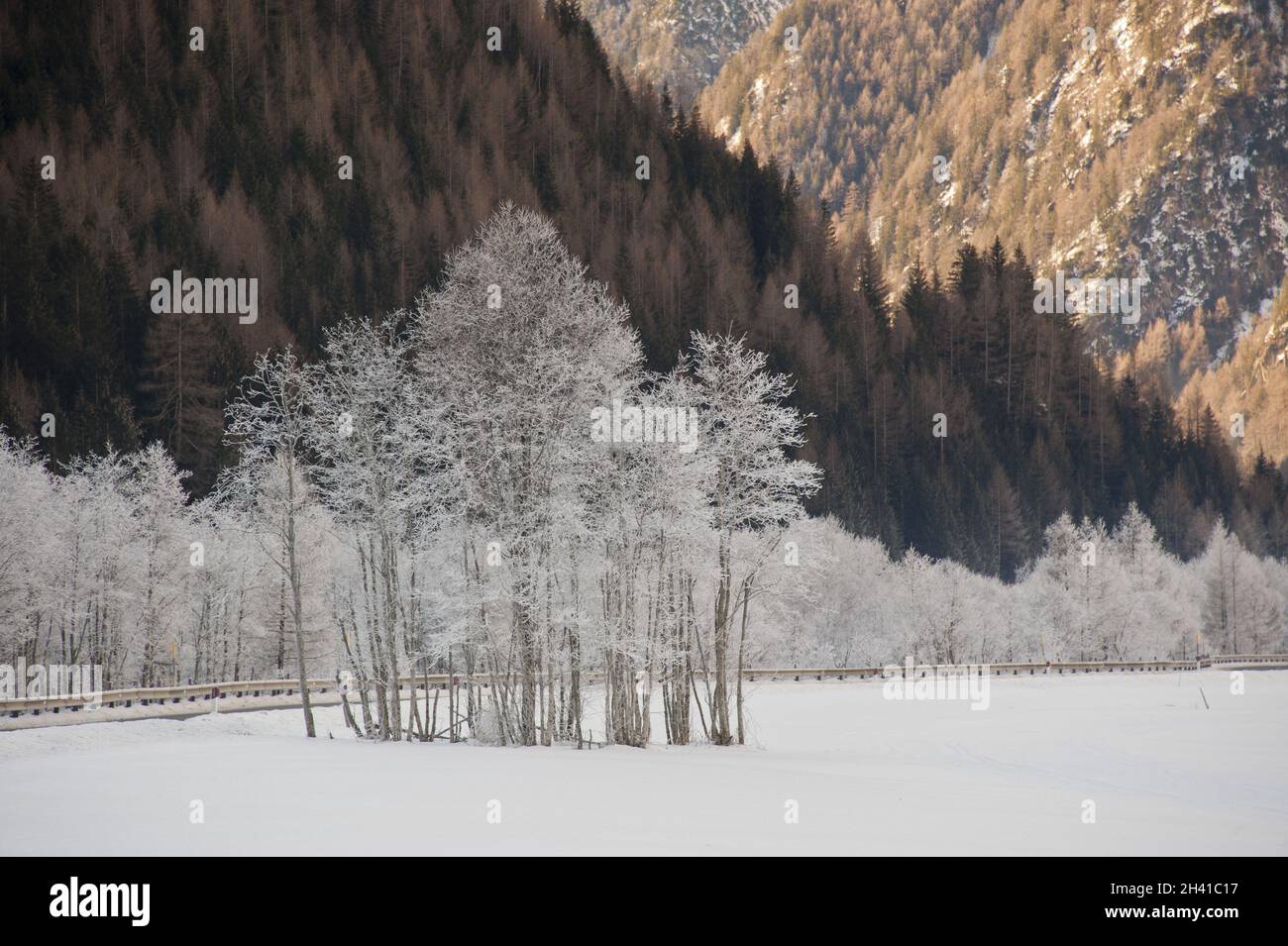 Snow frosted tree hi-res stock photography and images - Alamy
