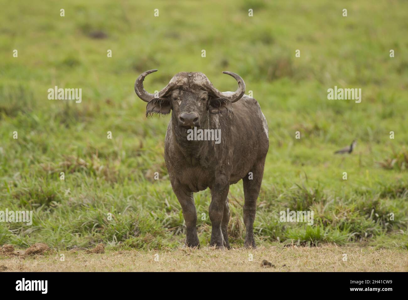 African buffalo horn hi-res stock photography and images - Alamy