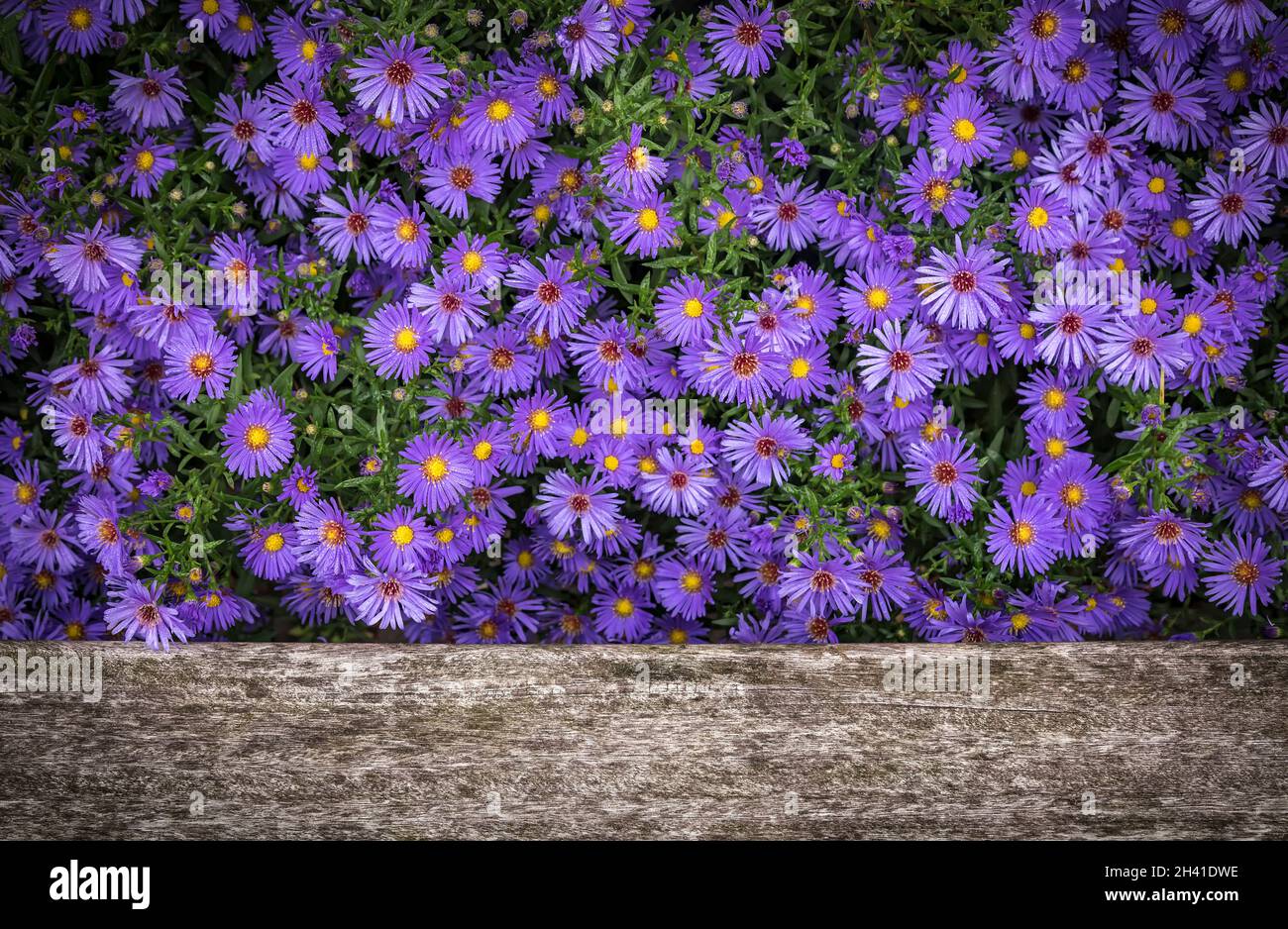 Blue lilac flowers of Symphyotrichum novi-belgii or New York aster or Michaelmas daisy with rain or dew water dropsover the old gray wooden weathered Stock Photo