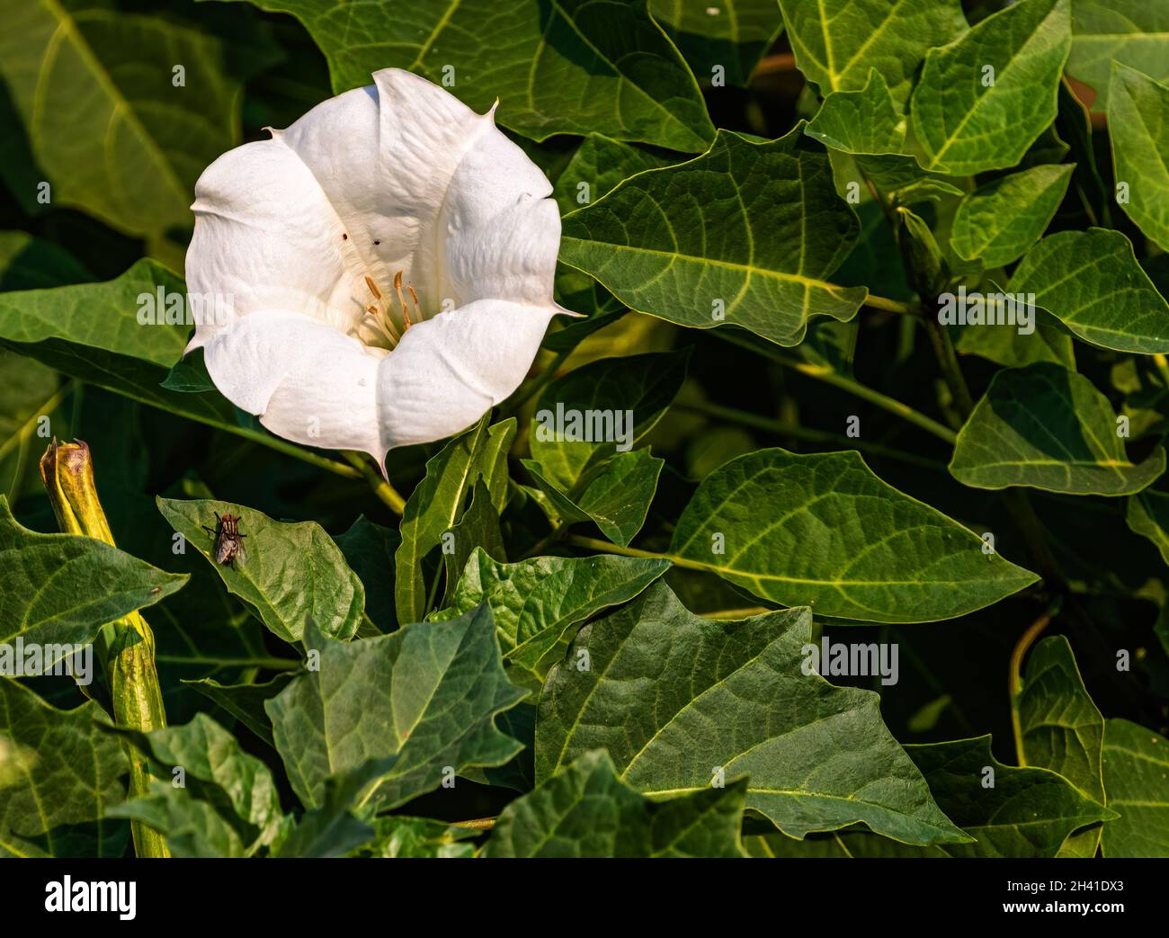A flower of Datura Metel a closer view in the garden Stock Photo