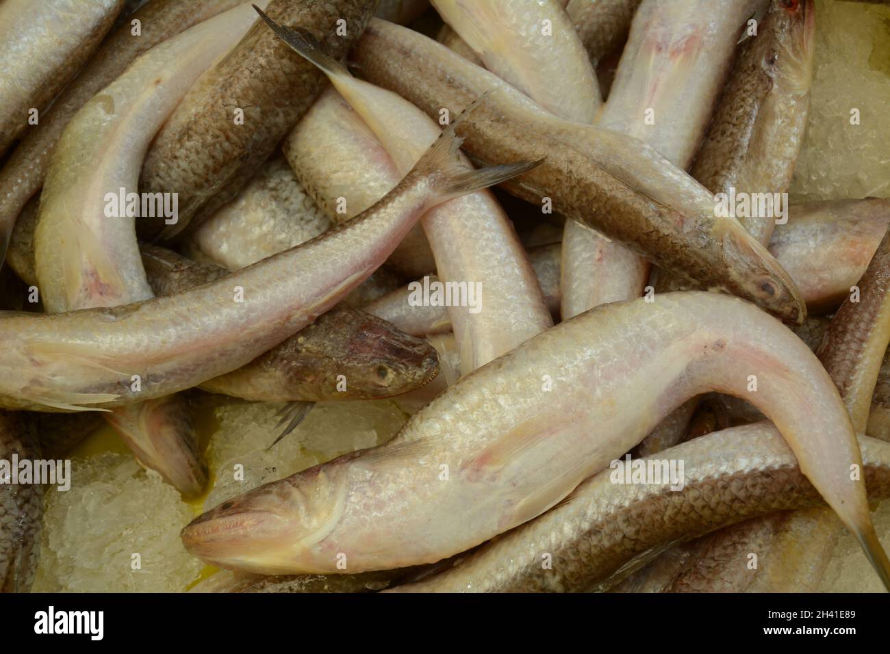 Fresh fish of the Mediterranean sea at the East Arab market of old City ...