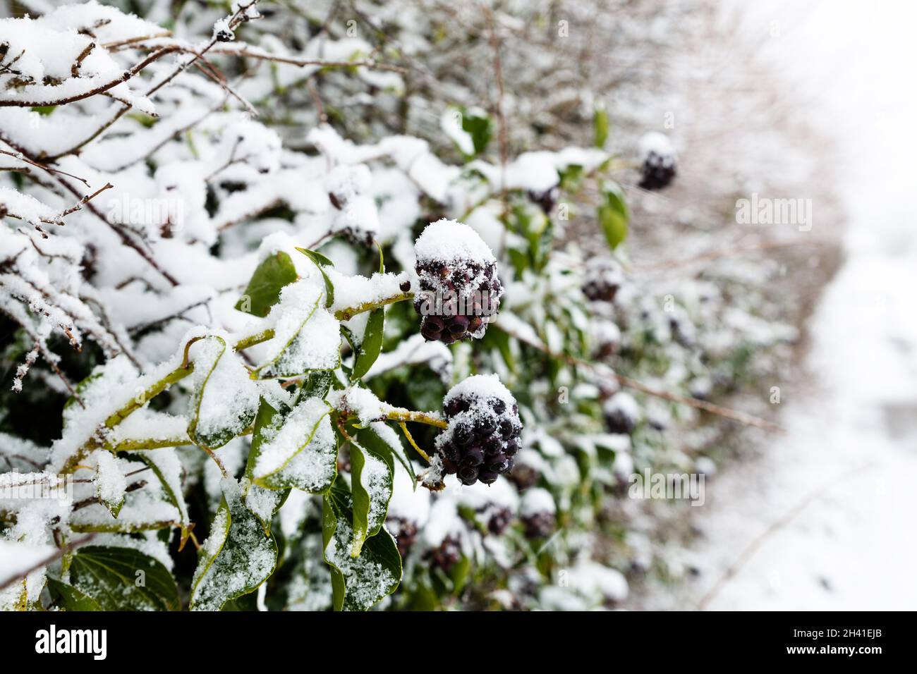 Snow covered wild ivy berries, these are an important food source for birds during the harsh winters Stock Photo