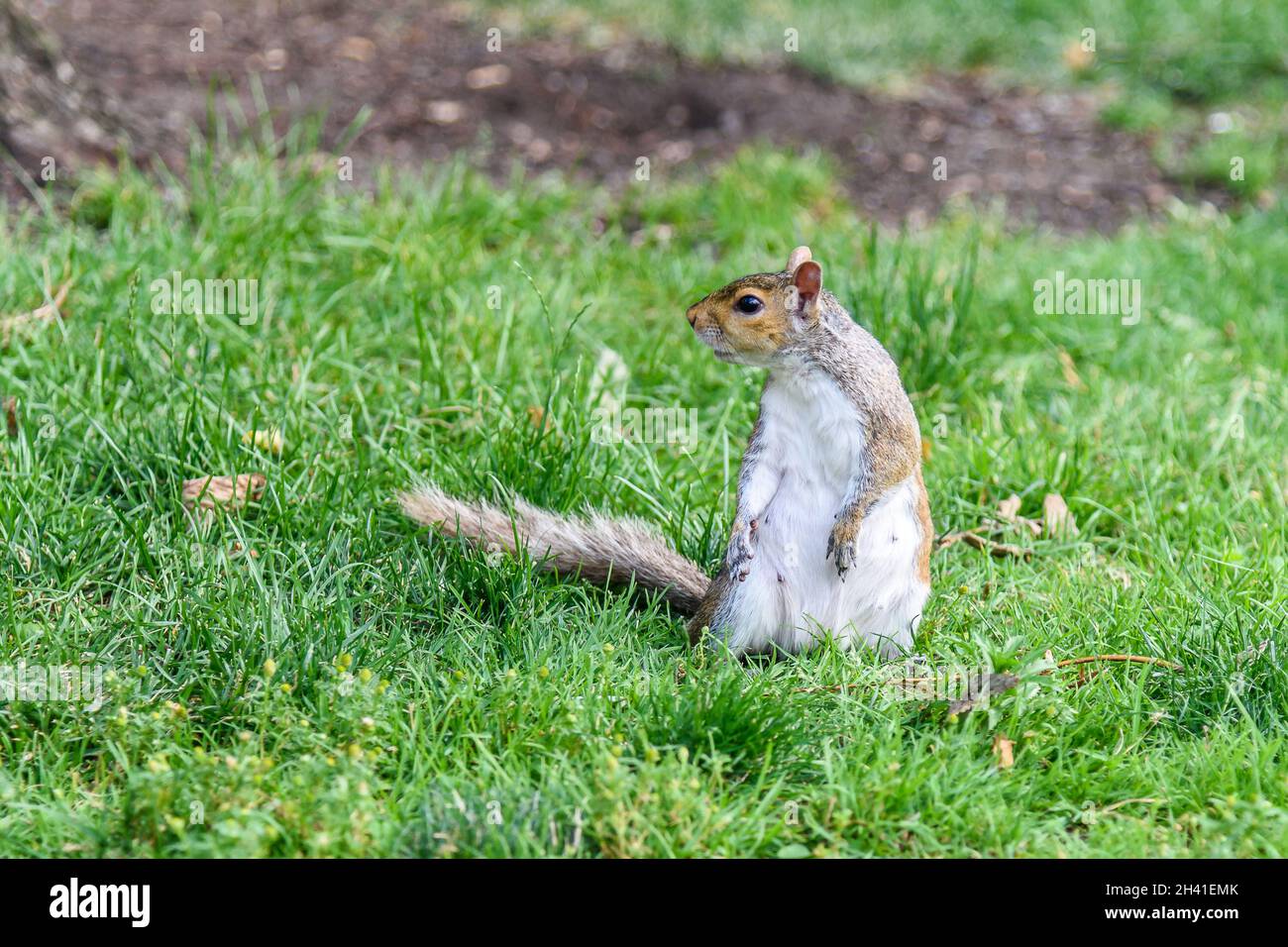 Squirrel on the grass Stock Photo