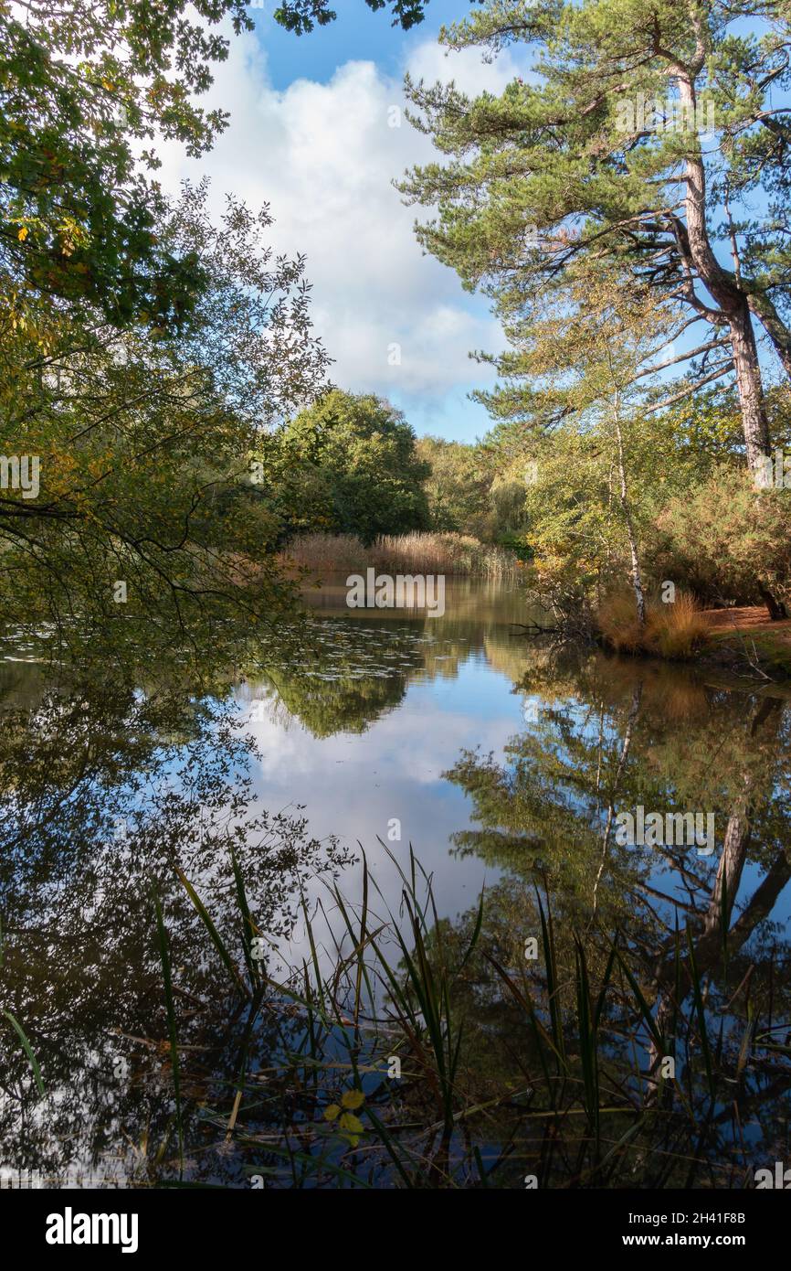 The ornamental lake on Southampton Common Stock Photo Alamy