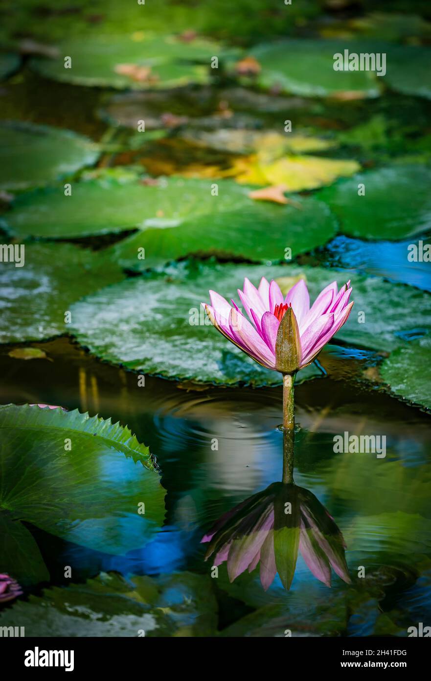 Beautiful pink purple flower of water lily or lotus flower Nymphaea in old verdurous pond. Big leaves of waterlily cover water surface. Water plant co Stock Photo