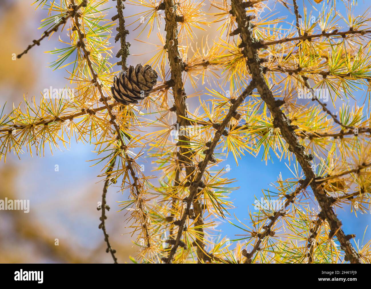 Larix gmelinii or the Dahurian larch. Cones on a coniferous tree in autumn. Yellow needle like leaves. Blue sky background. Stock Photo