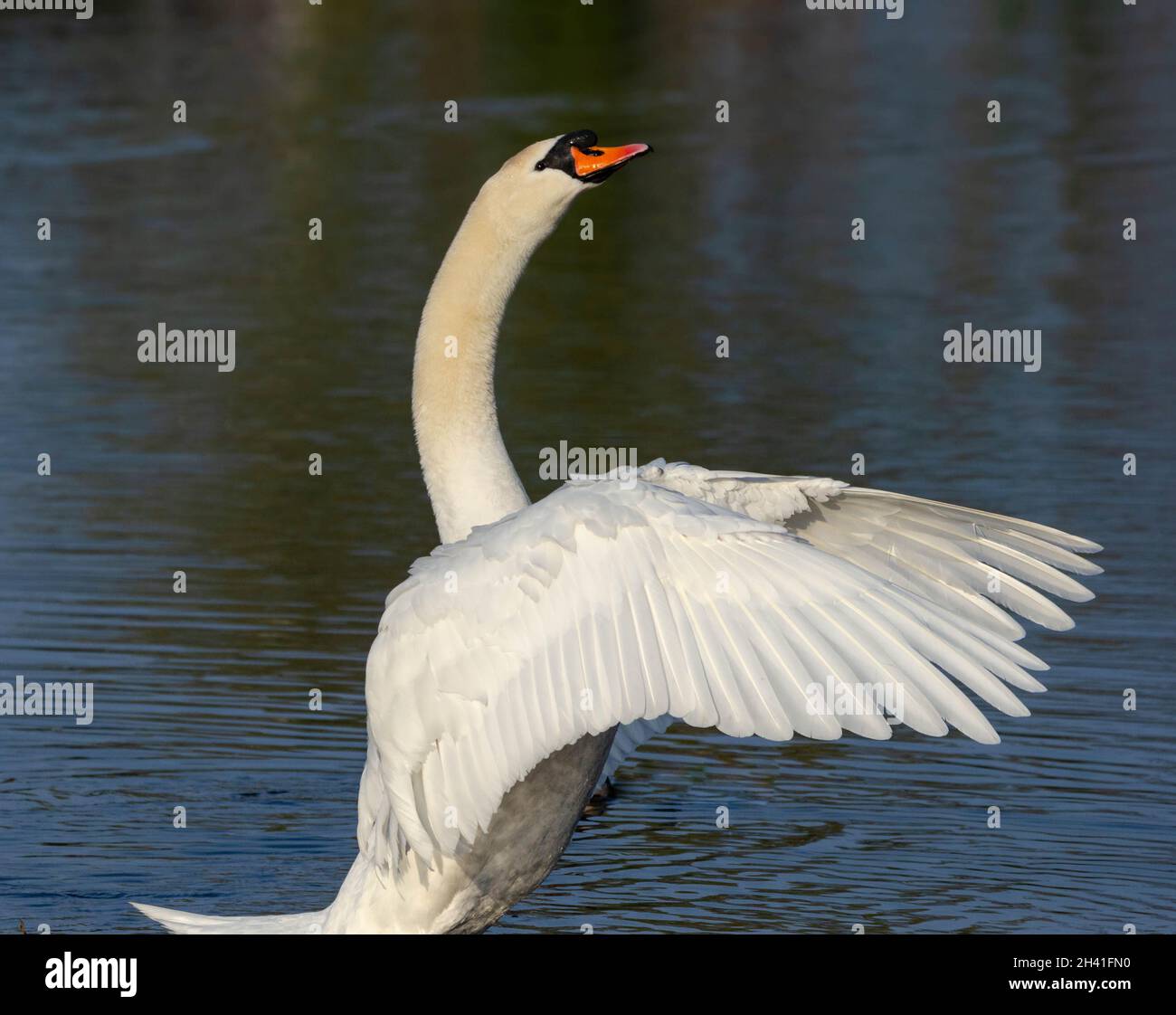 Swan flapping wings hi-res stock photography and images - Alamy