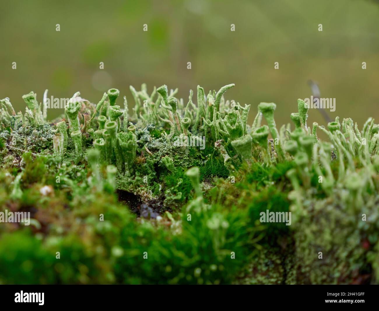 A Forest floor covered with lichen and moss close up Stock Photo