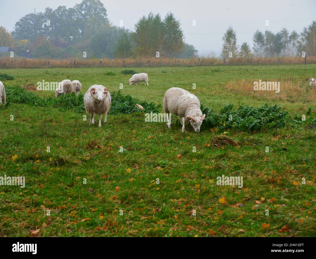 Sheep rams graze in the meadow Stock Photo - Alamy