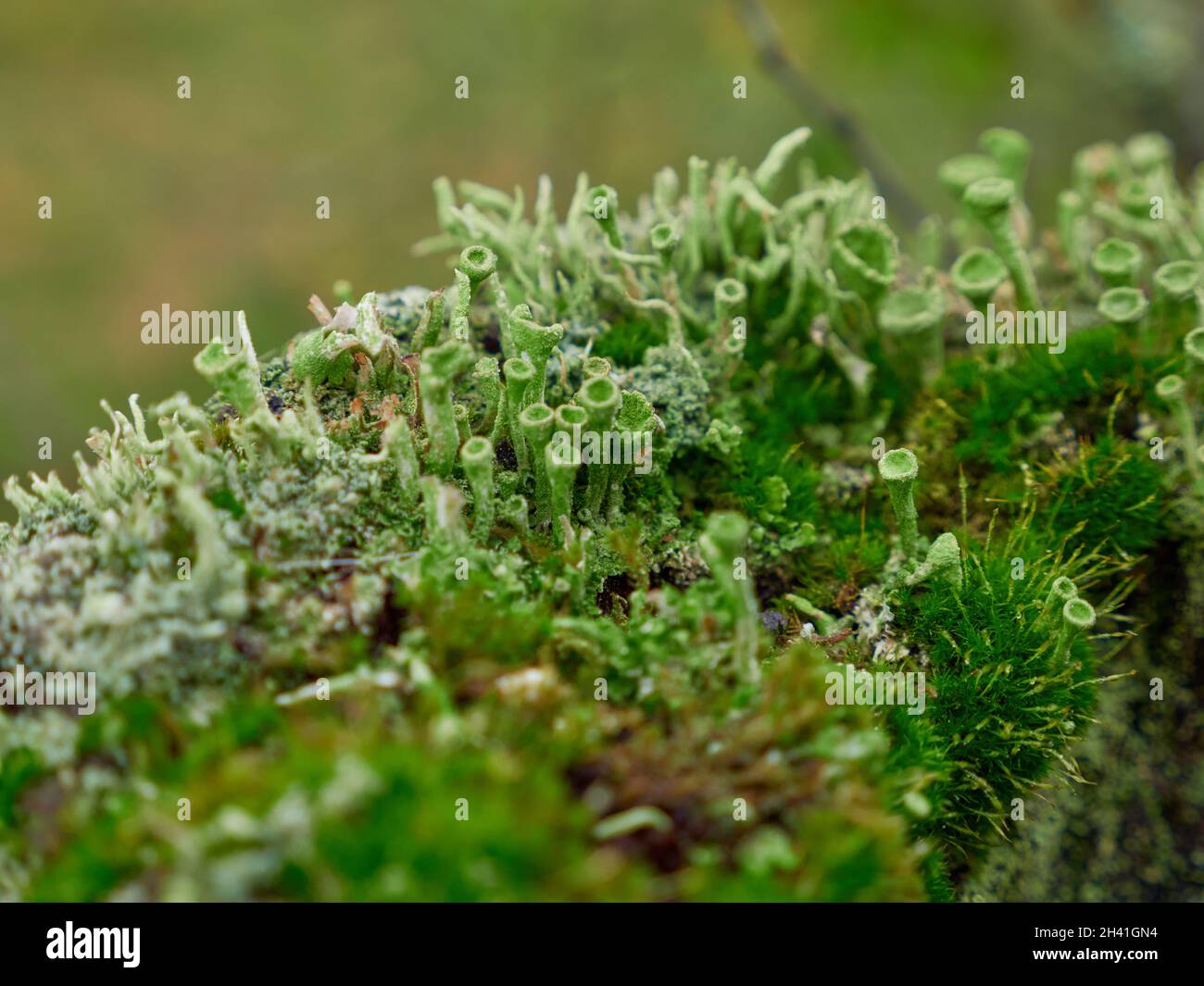 A Forest floor covered with lichen and moss close up Stock Photo