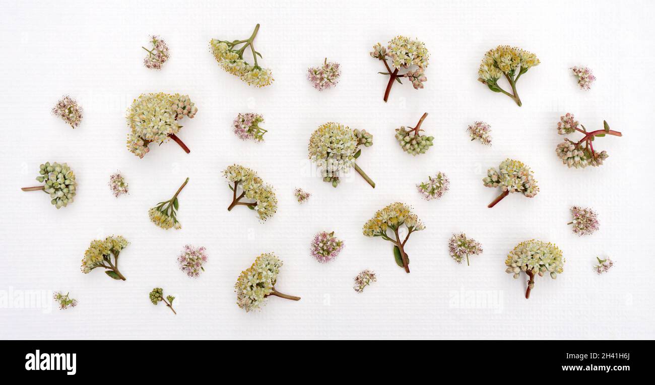 Plants delicate texture hi-res stock photography and images - Alamy