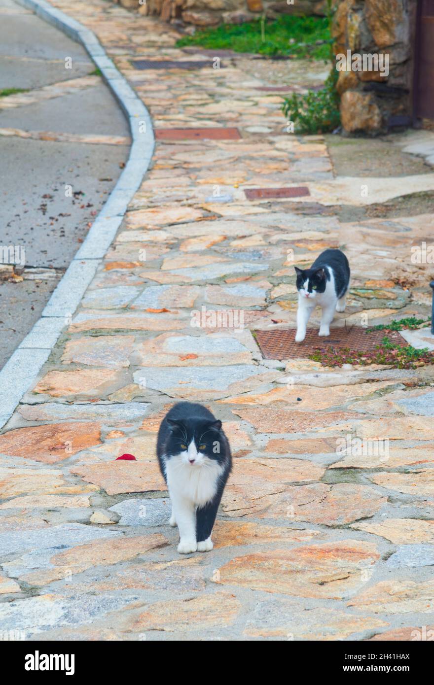 Two black and white cats in the street Stock Photo - Alamy