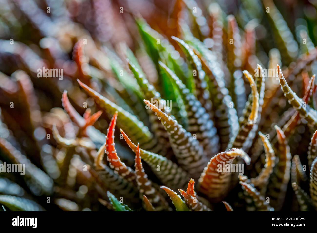 Close-up abstract background of Haworthiopsis fasciata or Haworthia fasciata or Haworthia Zebra succulent. Selective focus. Stock Photo