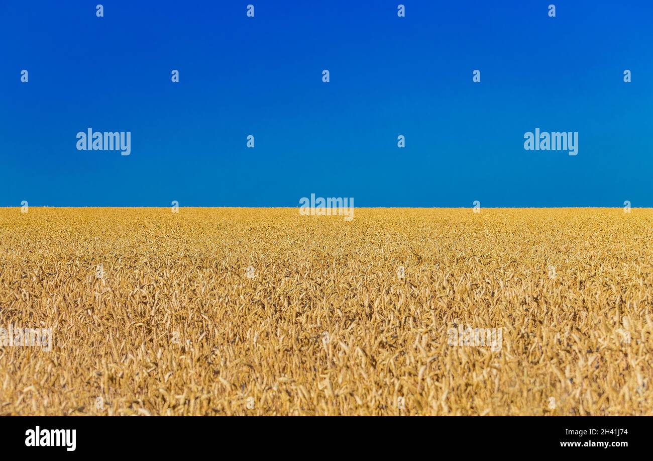 Closeup of harvest of ripe golden wheat rye ears under a clear blue sky ...