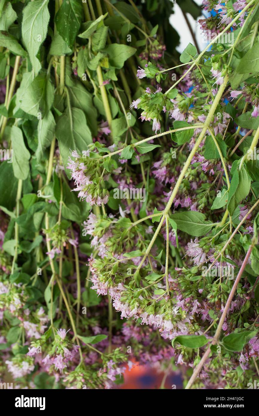 Origanum is a genus of herbaceous perennials and subshrubs in the family Lamiaceae. The plants have strongly aromatic leaves and abundant tubular flow Stock Photo