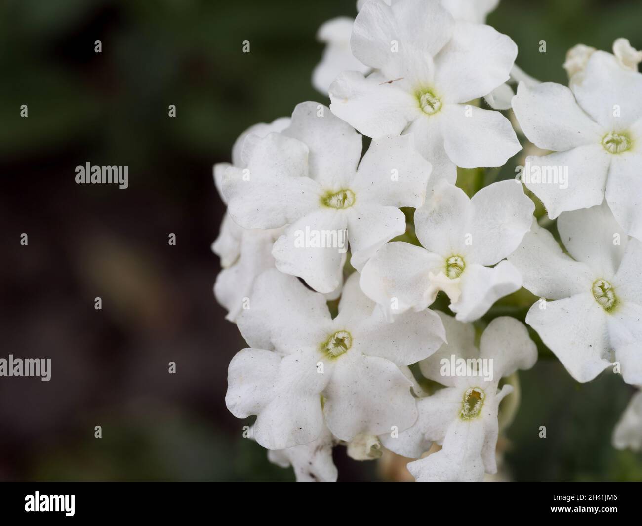 Inflorescence of white phlox on a dark blurred background. White flowers close-up. Stock Photo