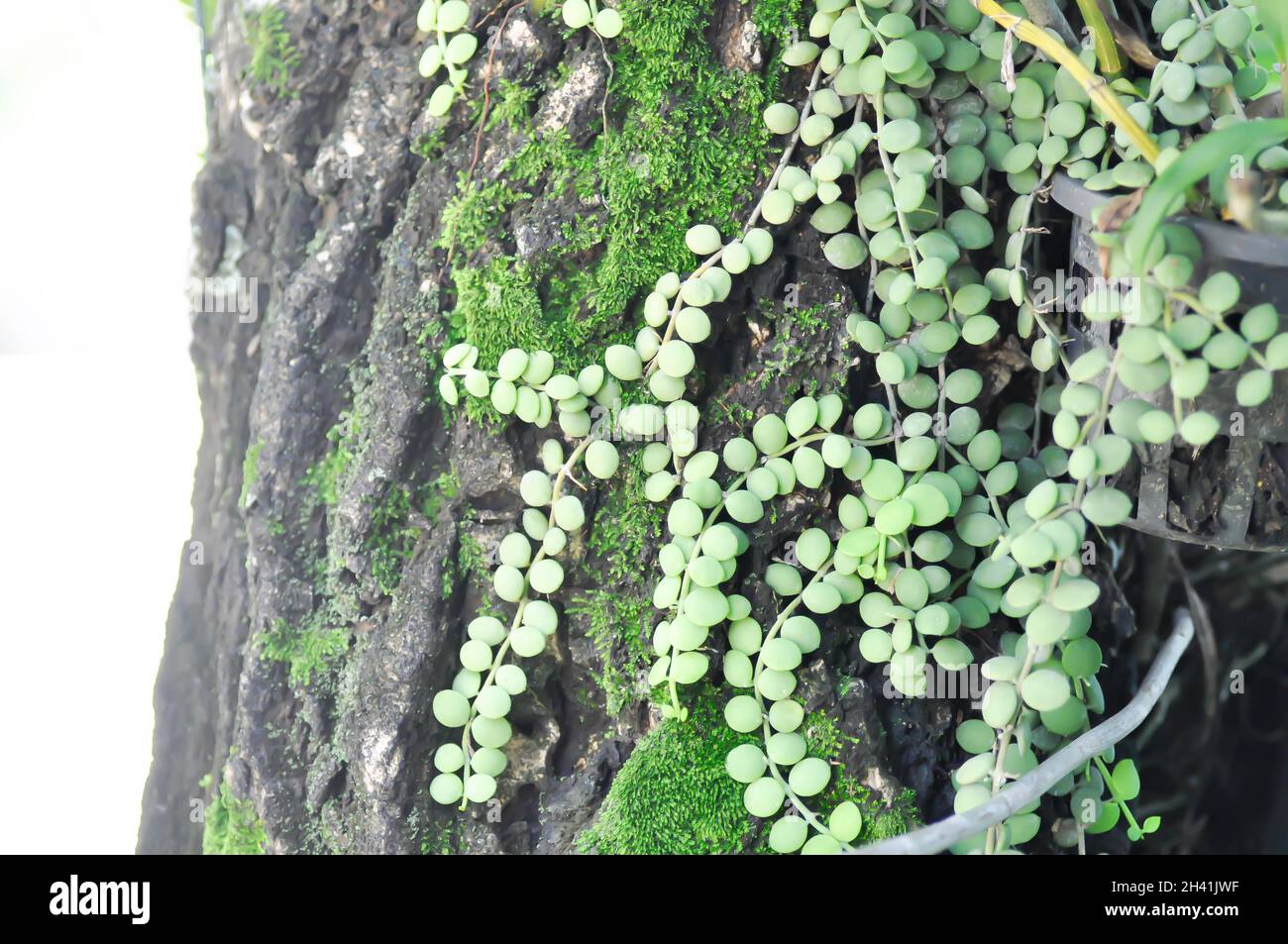 peperomia watermelon variegata Peperomia watermelon variegated – Wilderly main image 0