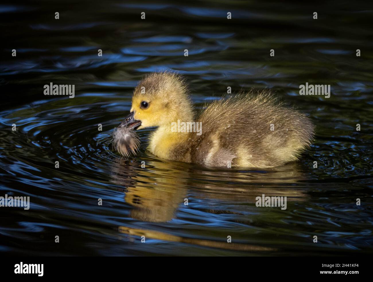 Gosling goose hi-res stock photography and images - Alamy