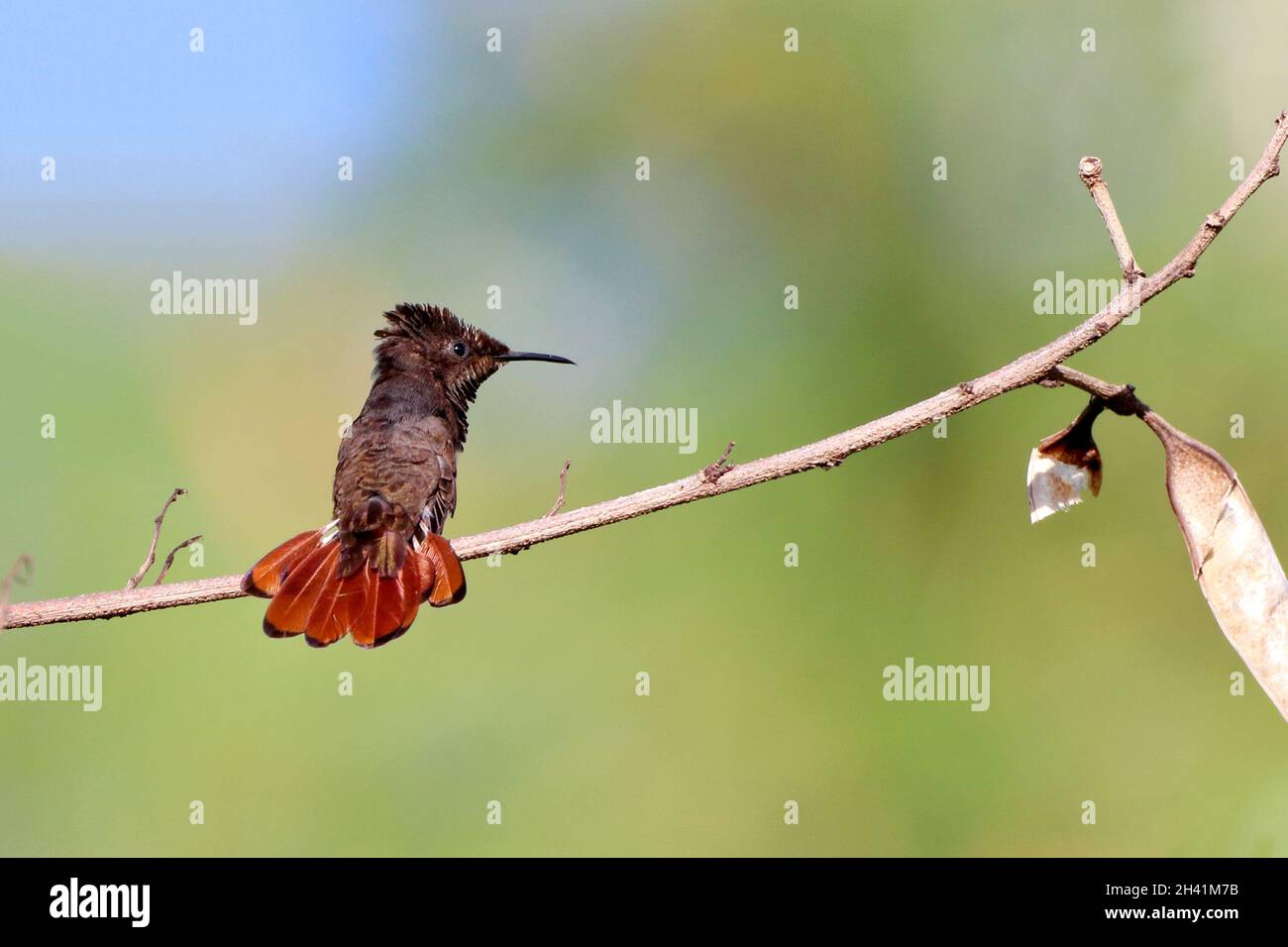 male Ruby-topaz Hummingbird (Chrysolampis mosquitus) perched on a branch against a blurred and greenish background Stock Photo