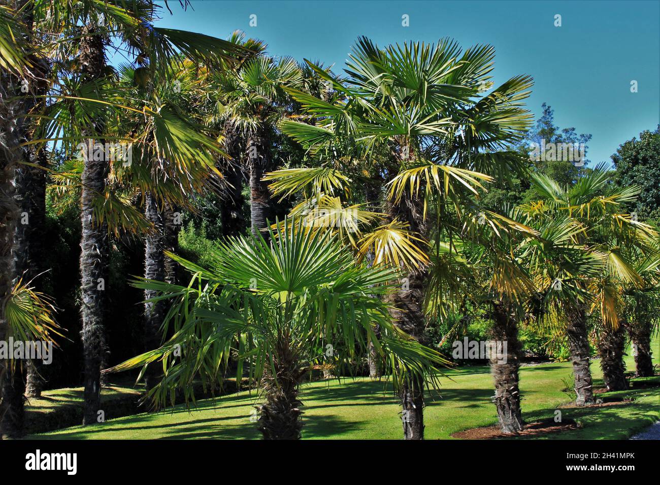 Exotic Palm Trees Stock Photo Alamy