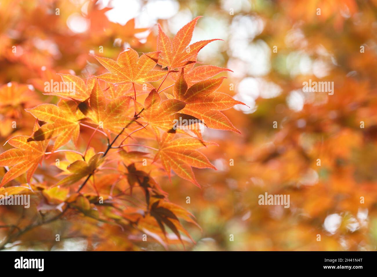 Japanese maple tree leaves background Stock Photo