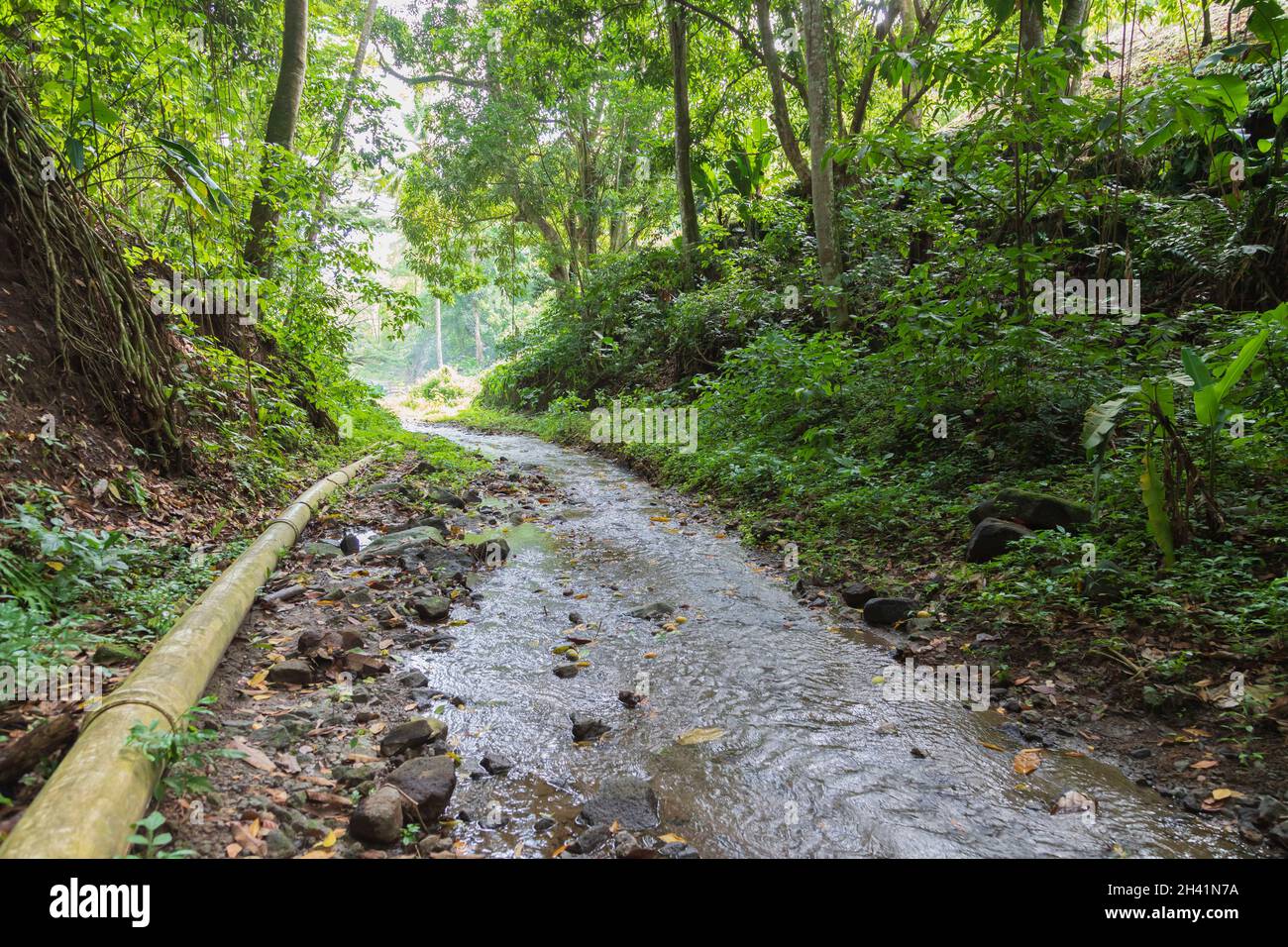 tropical landscape of a forest area Stock Photo