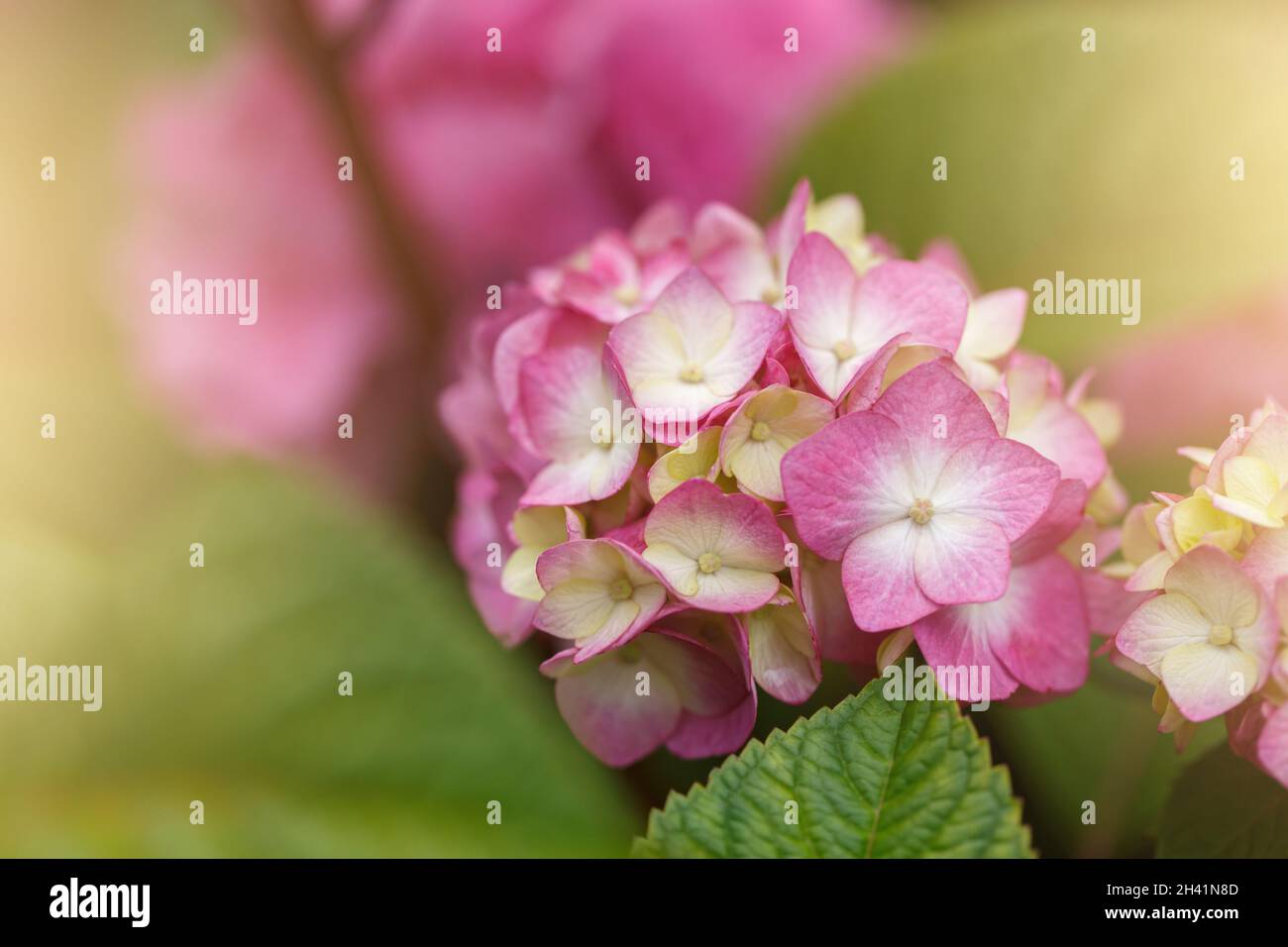 Bush of blooming pink Hydrangea Stock Photo