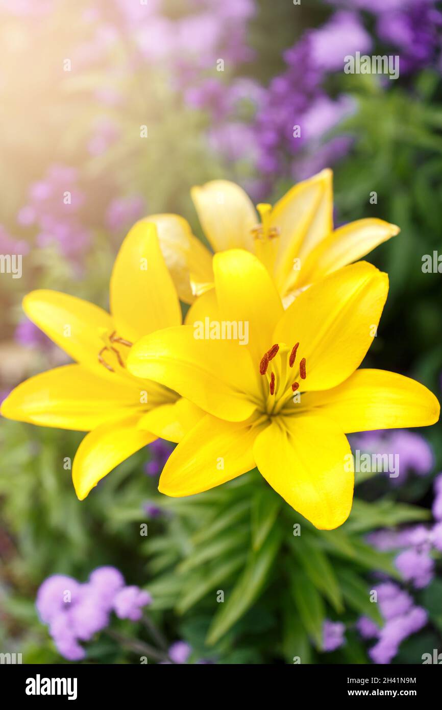 Three yellow lilies in the garden Stock Photo