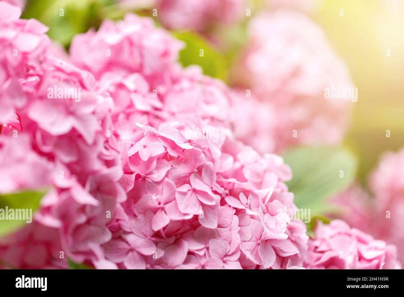 Bush of blooming pink Hydrangea Stock Photo