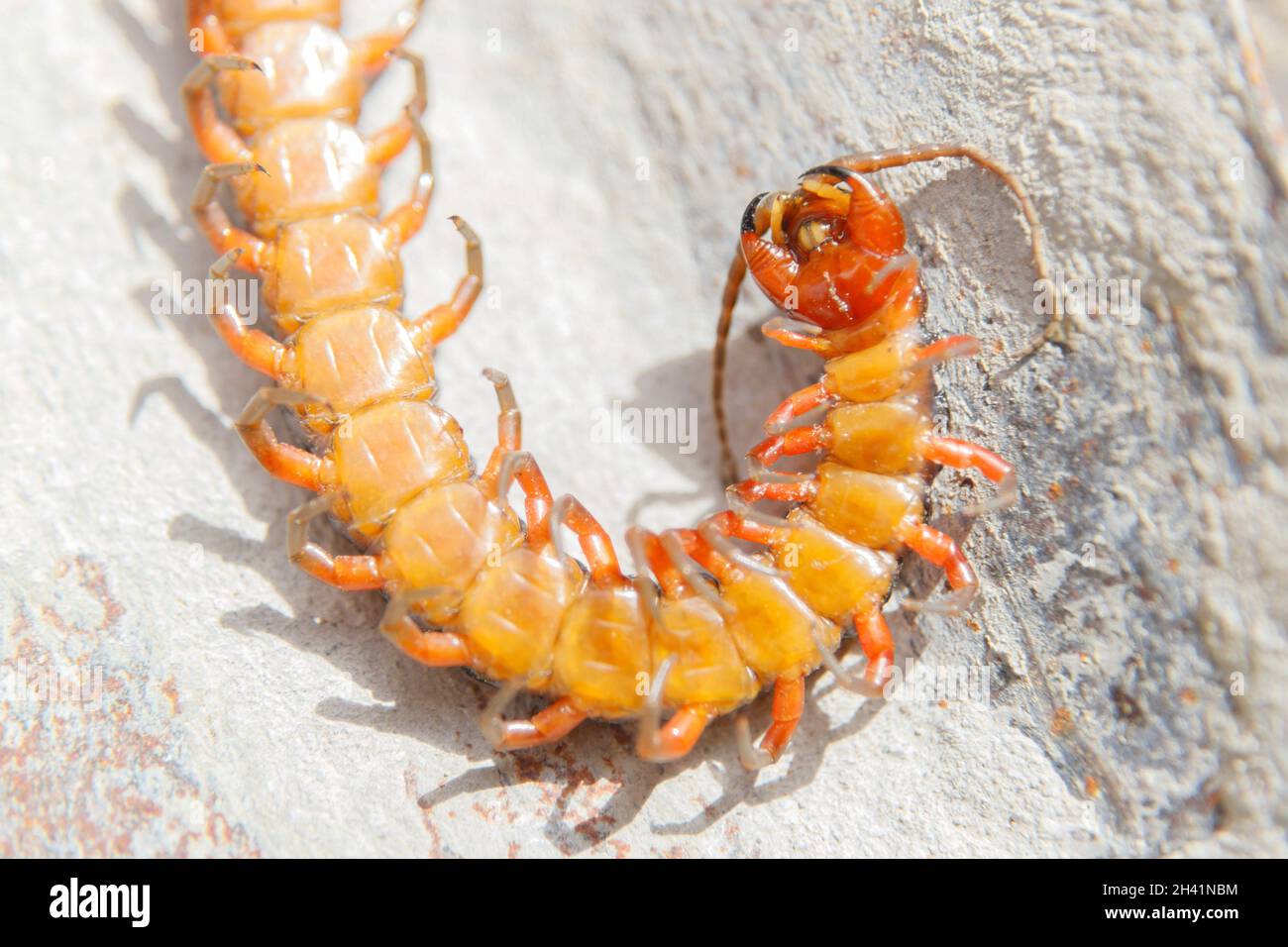 underside of a large centipede Stock Photo