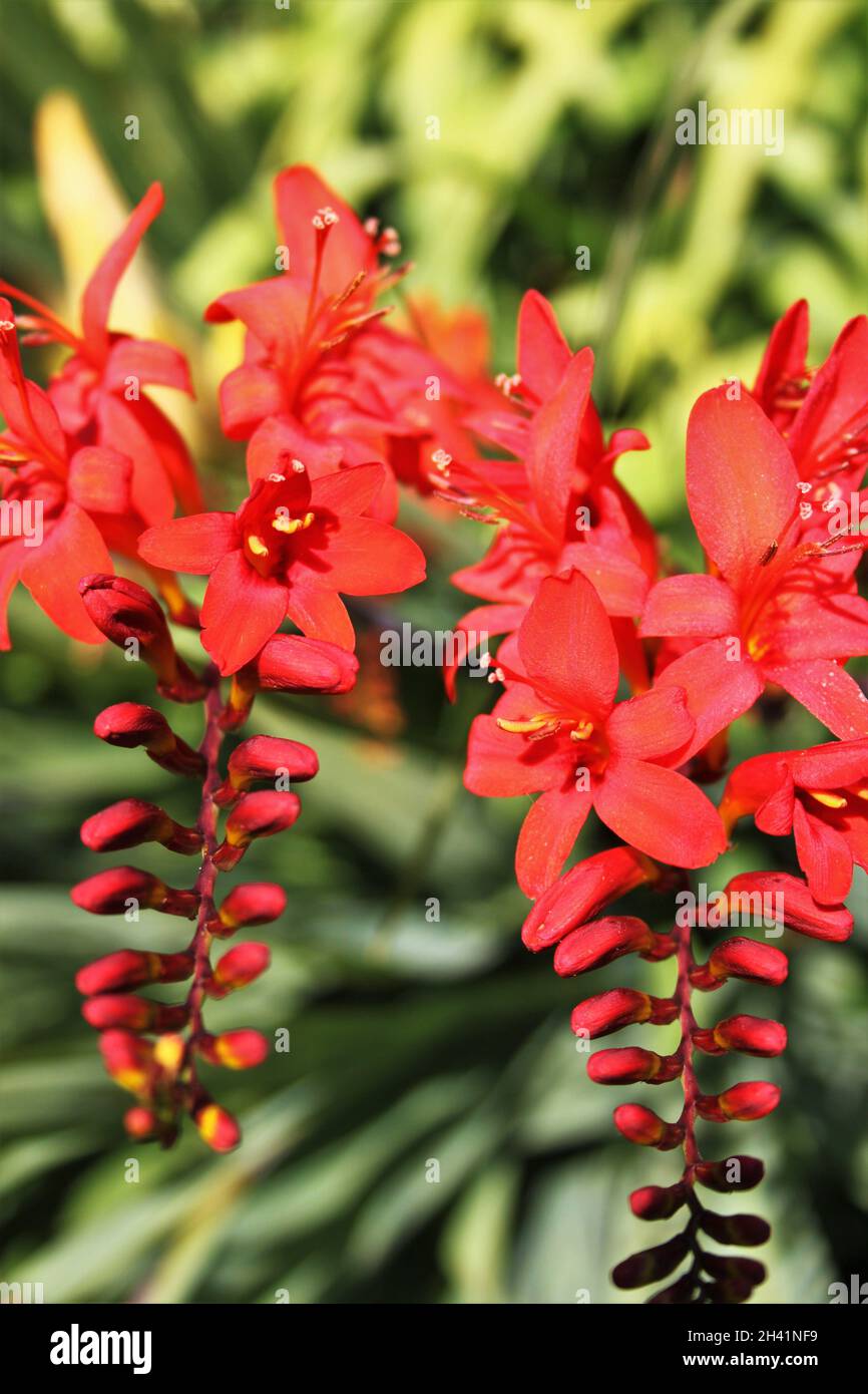 Logan Botanic Gardens Scotland Stock Photo Alamy