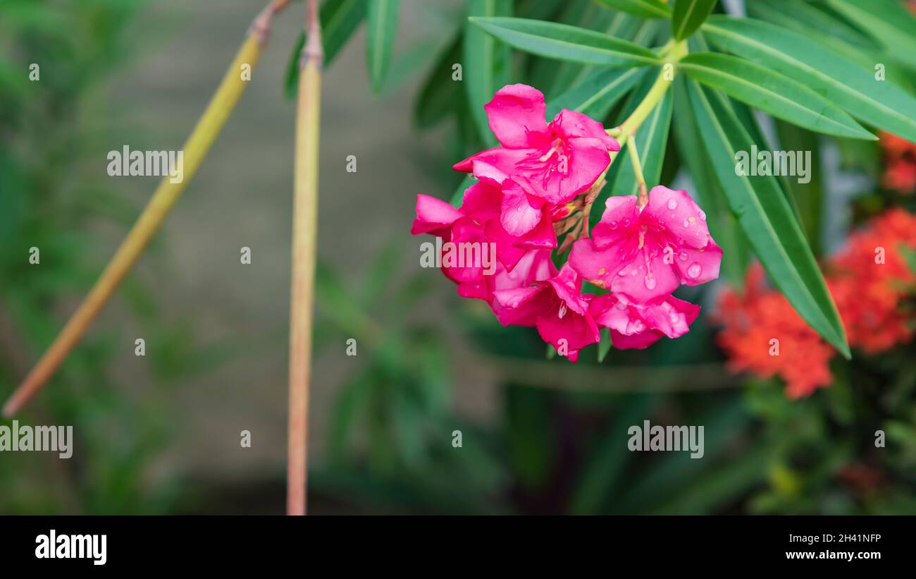 dark pink tropical flowers with raindrops Stock Photo